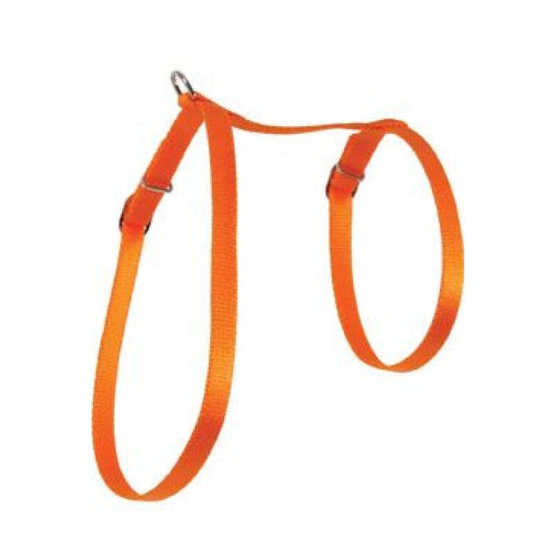 Zolux Postroj kočka nylon 10 mm oranžový